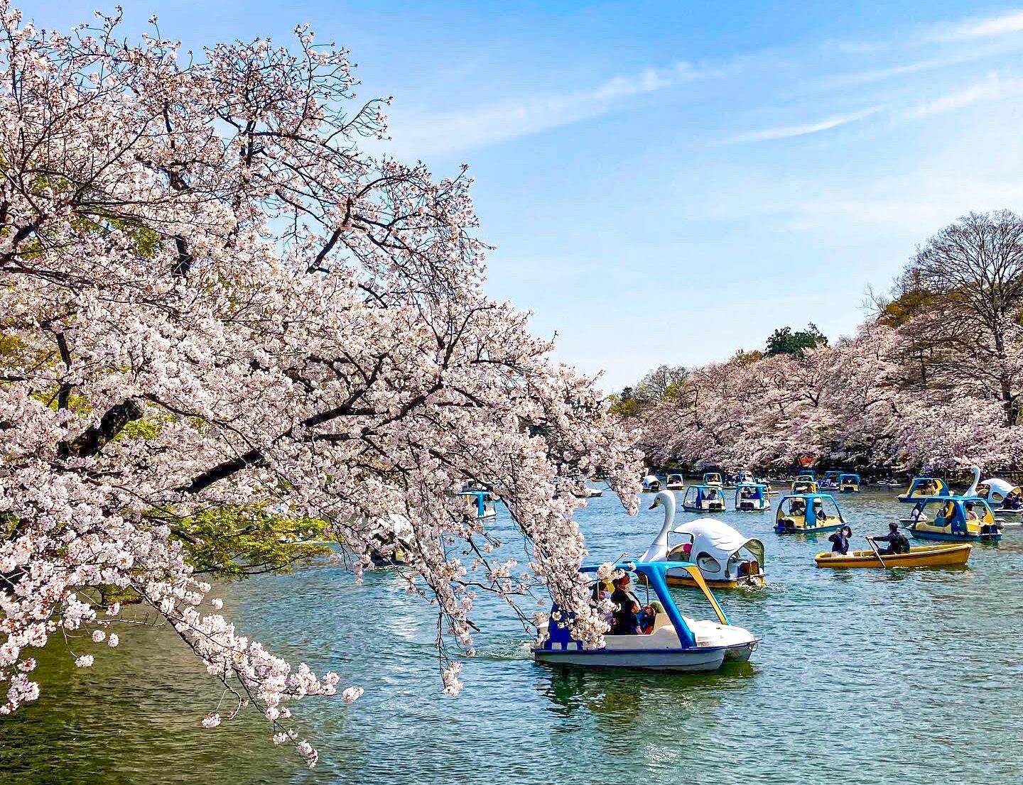 【井の頭公園】お花見情報!例年通り宴会は22時まで