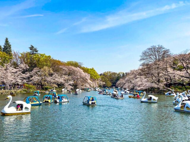 桜