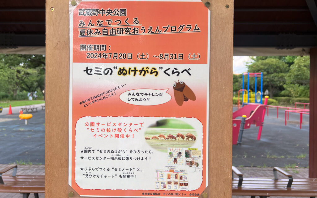 中央公園でセミガチャ