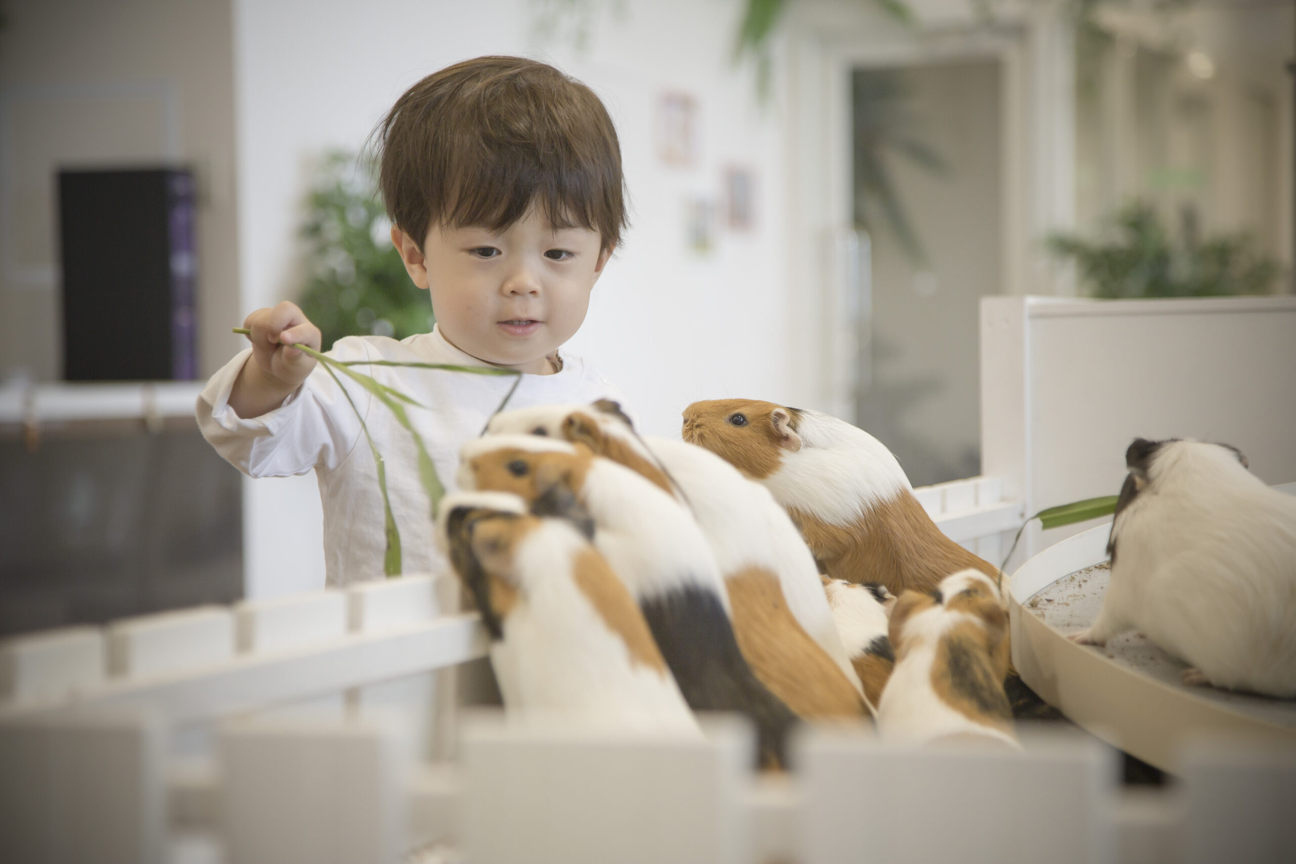 「アニタッチ吉祥寺」がオープンへ！ 伊豆シャボテン動物公園プロデュースの屋内型ふれあい動物園